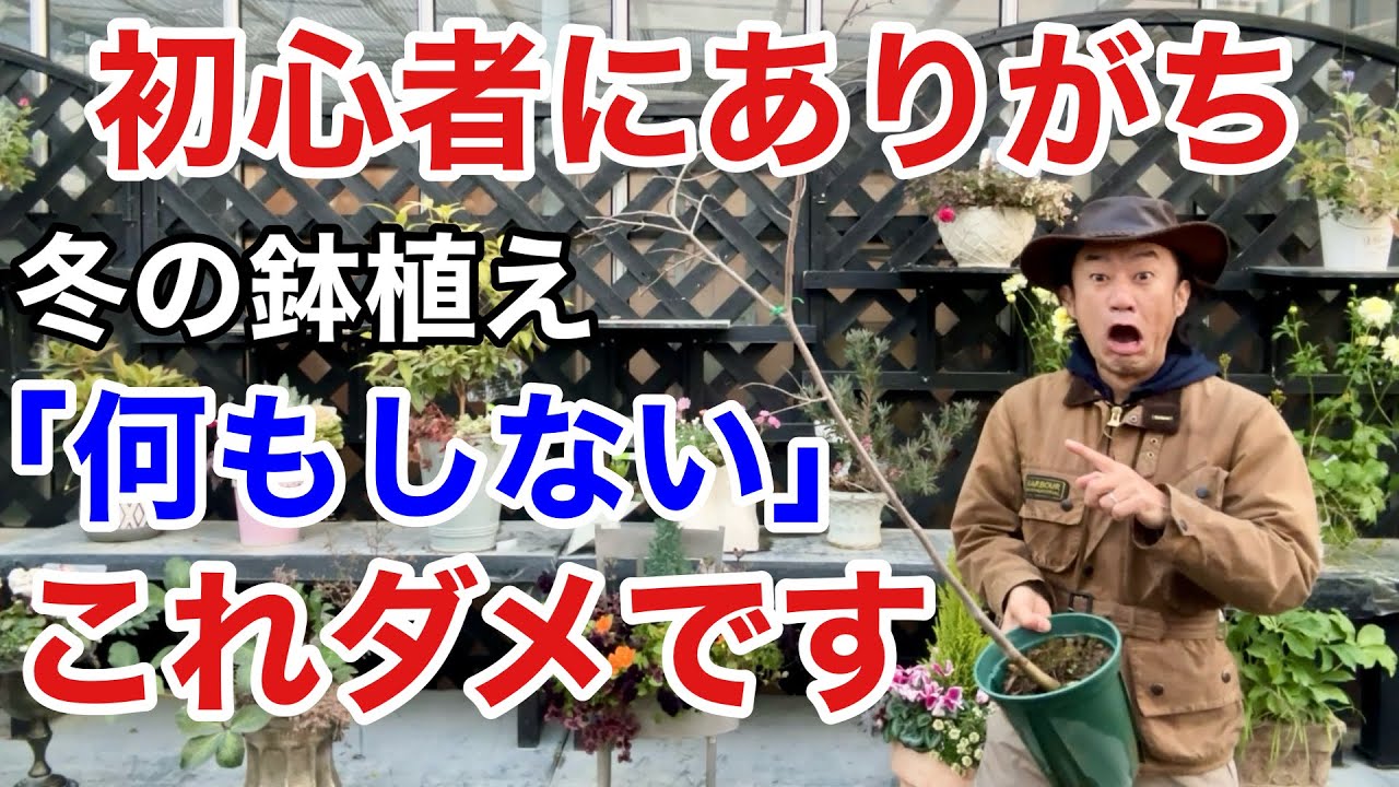 【気づかず枯れるパターン】冬にやるべき鉢植えの作業教えます　【落葉樹】【園芸】【ガーデニング】【初心者】