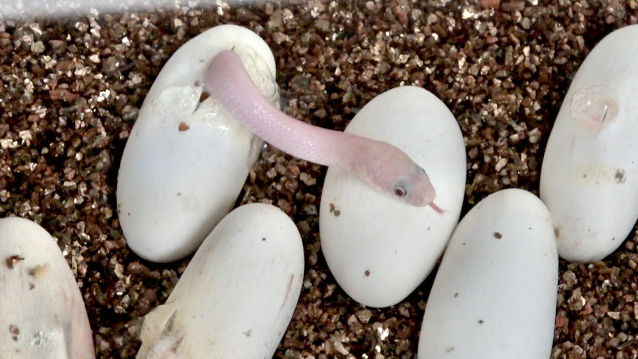 白ヘビの赤ちゃんが生まれてきました