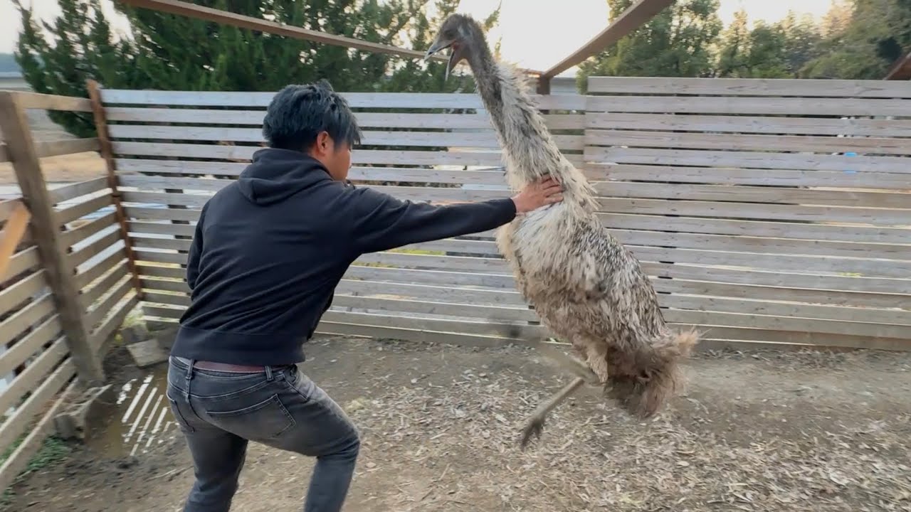 朝はまずエミューの飛び蹴りを躱します