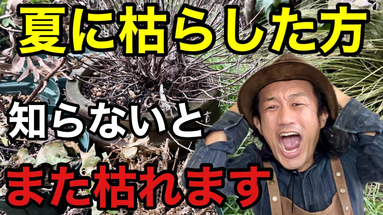【原因はこれ】植物をまた枯らさない方法教えます            【カーメン君】【園芸】【ガーデニング】【初心者】