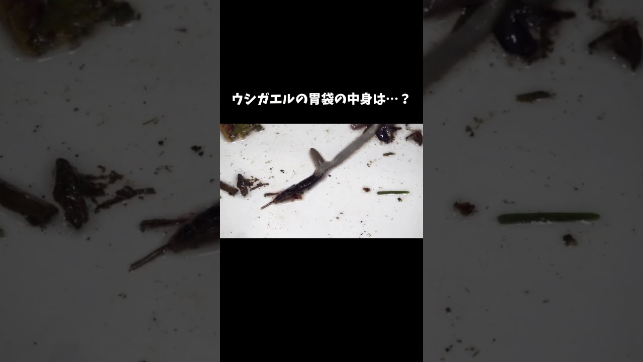 ウシガエルの胃袋の中身を見てみると… #shorts