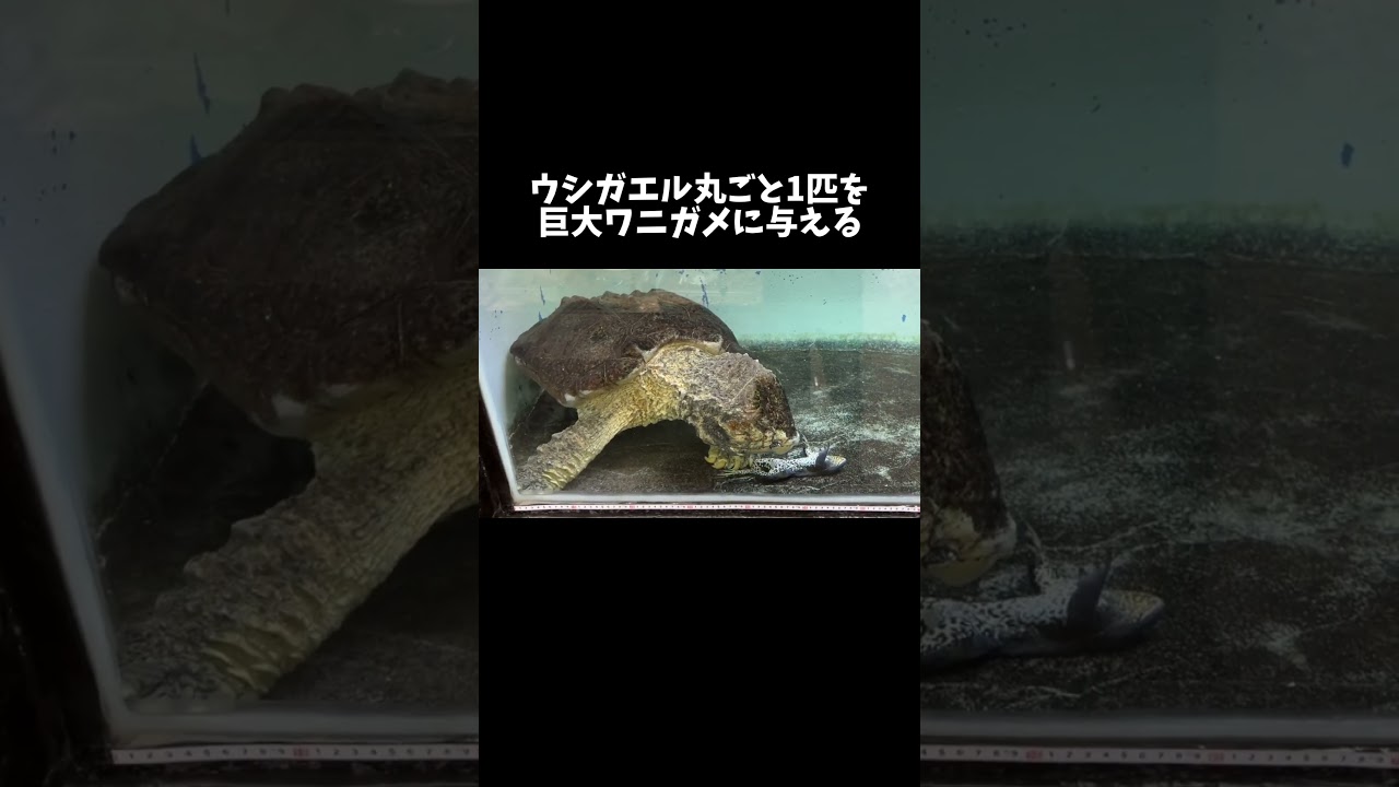 ウシガエル丸ごと1匹を巨大ワニガメに与える　#shorts