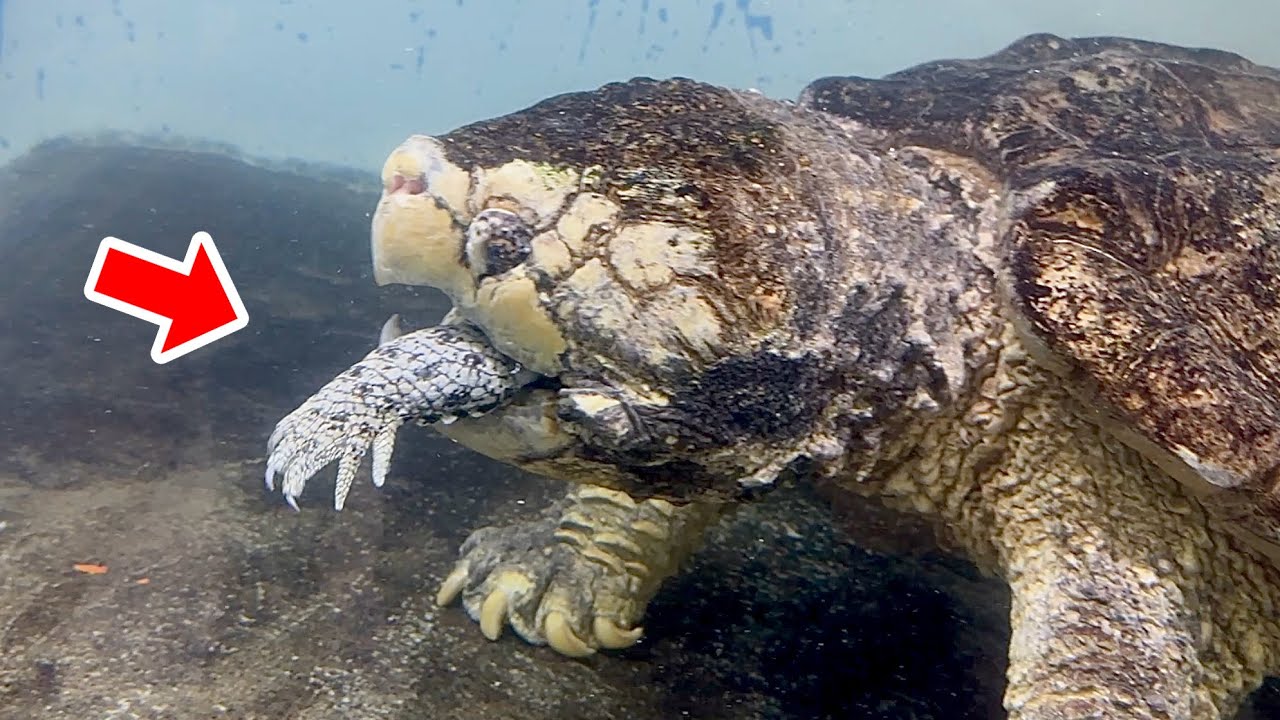 巨大ワニガメにワニを食べさせてみた