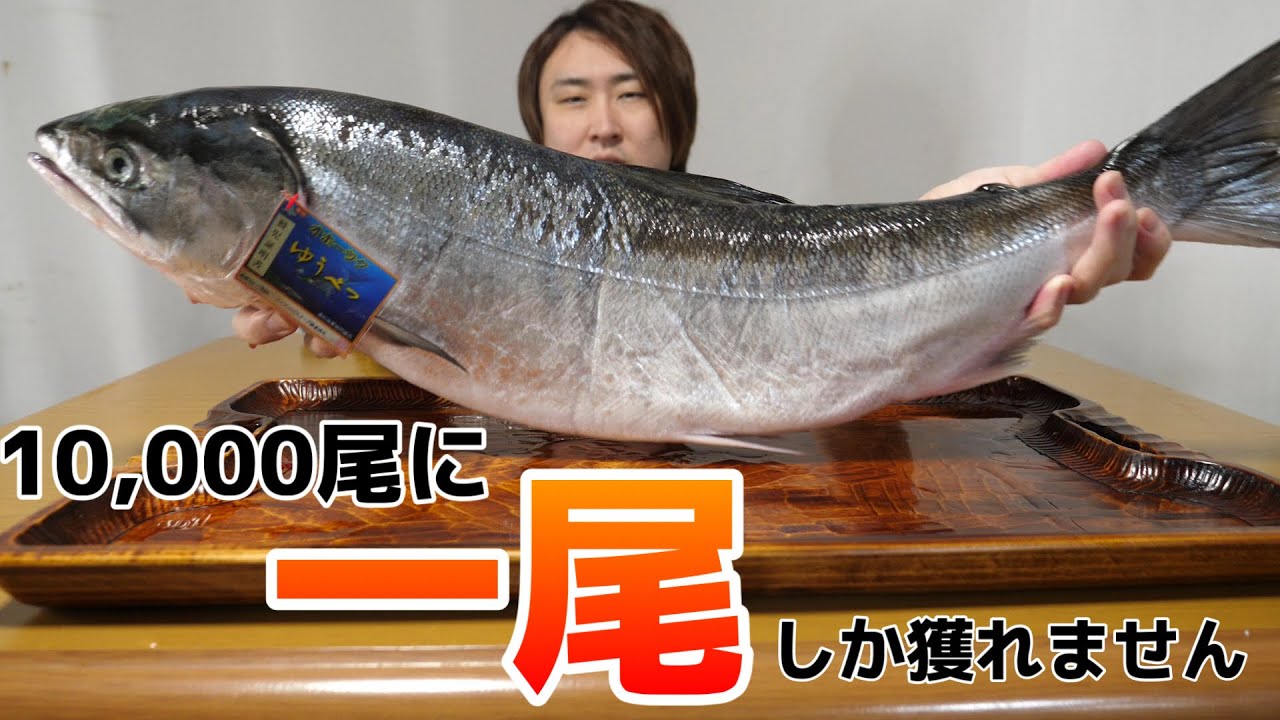 きまぐれクックが5年間探してた、世界一高いサケ『ケイジ』がついに手に入りした！！