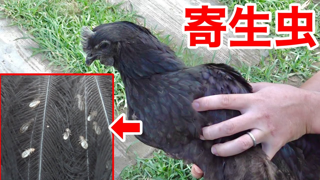 ニワトリが大量の寄生虫"ハジラミ"に寄生されていました