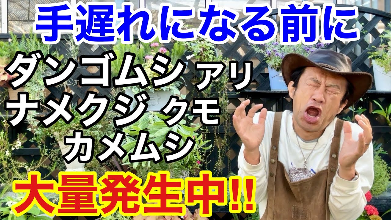 【今すぐやるべき】これからどんどん増える不快害虫対策教えます　　　【カーメン君】【アース製薬】【庭の虫コロリ】【初心者】
