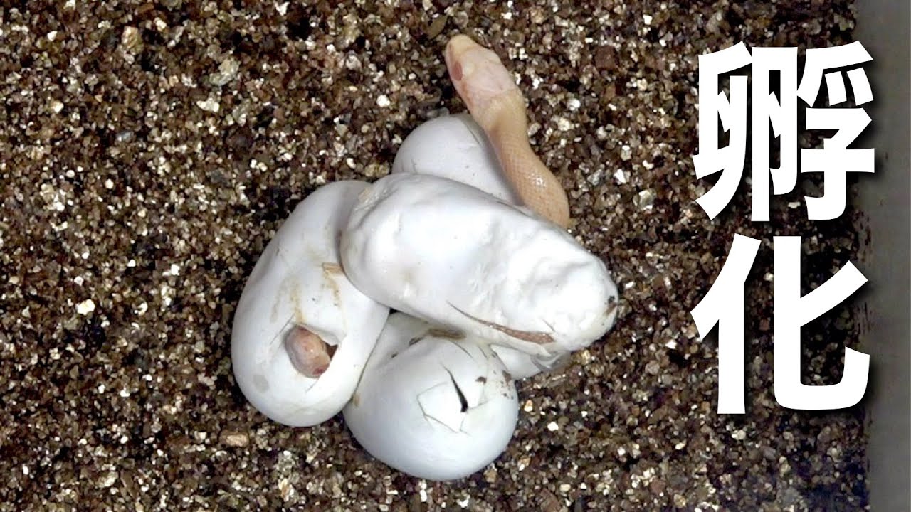 ８分の１の確率でレアな模様が出てくるヘビの孵化がついに始まりました