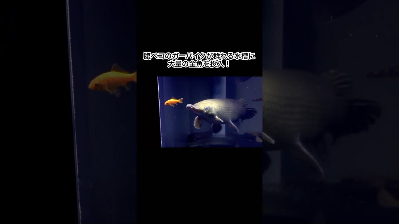腹ペコのガーパイクが群れる水槽に大量の金魚を投入！　#shorts