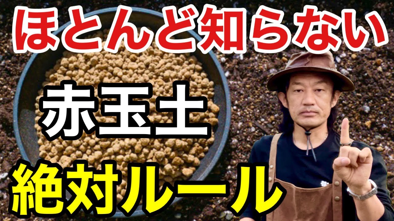 【知らないとやばい】赤玉土の本当の使い方教えます　　　【カーメン君】【園芸】【ガーデニング】【初心者】