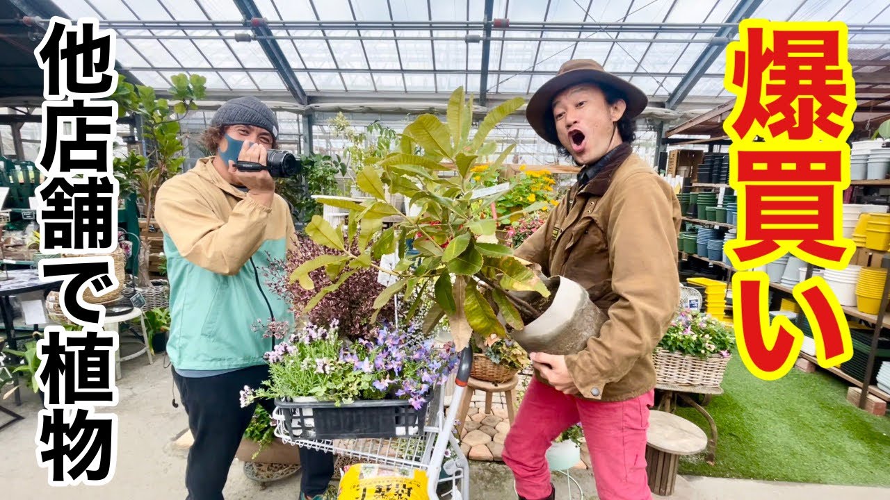 【店長ｘ元店長】まさかの２人きりで植物爆買いします　      【カーメン君】【ガーデニング】【初心者】