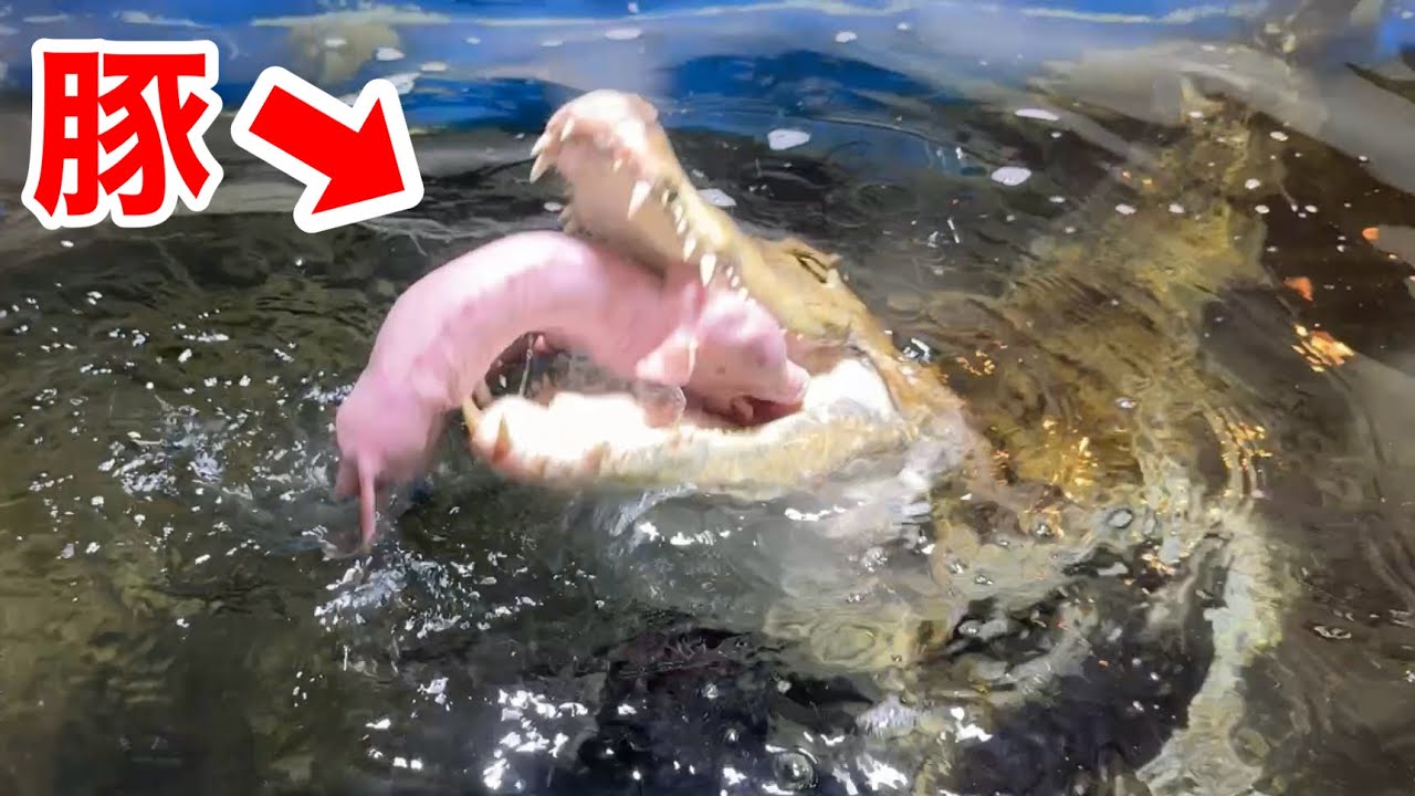 腹ペコのワニに豚まるごと一頭を与えてみる