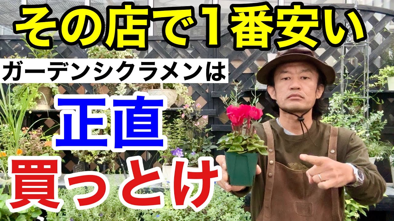 【大丈夫？？】1番安いガーデンシクラメンを1番咲かせる方法教えます　        【カーメン君】【園芸】【ガーデニング】【初心者】