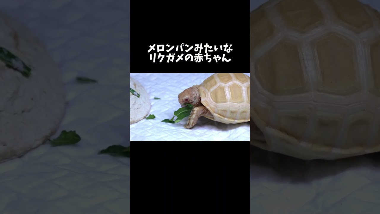 リクガメの赤ちゃんが可愛すぎる #shorts