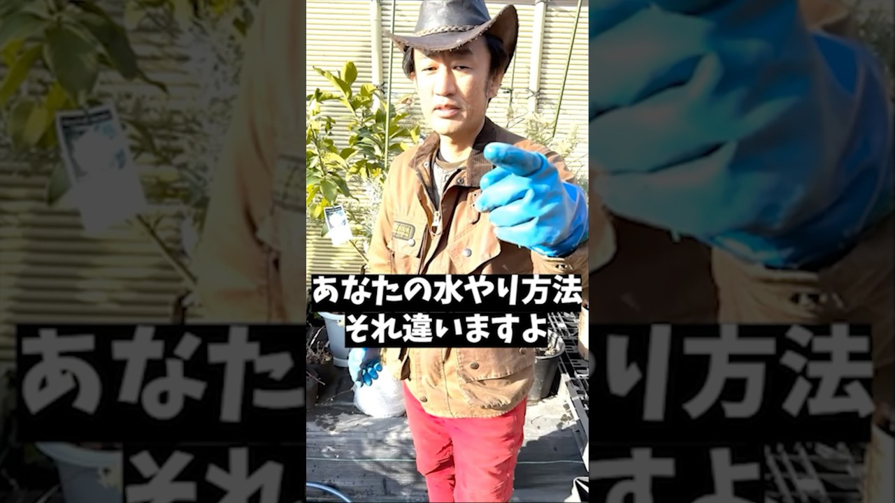 初心者が枯らす水やり方法　 #shorts #散水 #タカギ #カーメン君