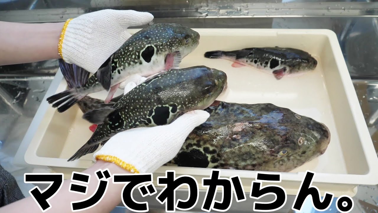 初めてトラフグから【謎の内臓】が出てきました。どっちだこれ。