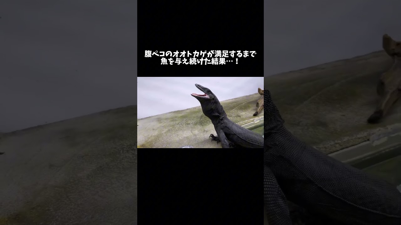 常に腹ペコのオオトカゲが食べなくなるまで魚を与え続けた結果…！ #shorts