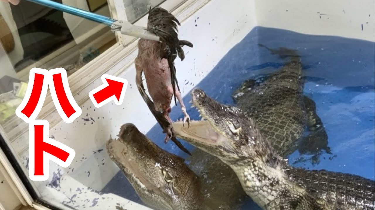 野生のハトをペットのワニに与えてみる