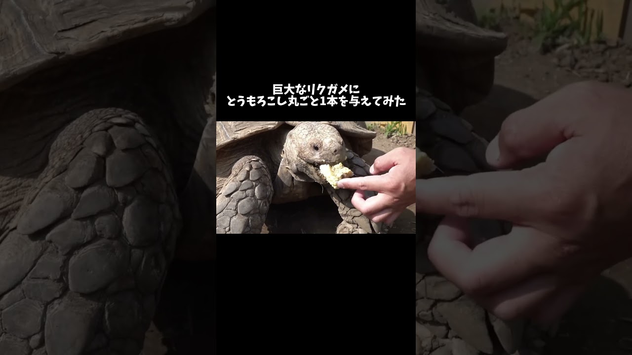 巨大リクガメにとうもろこし丸ごと1本与えてみた #shorts