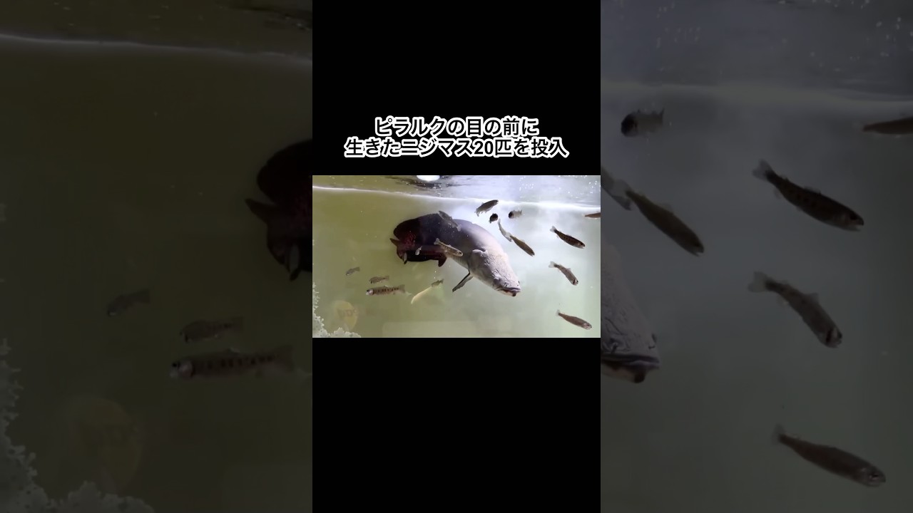 ピラルクの目の前に生きたニジマス20匹を投入！ #shorts