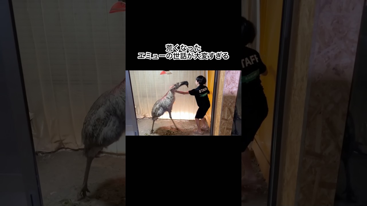 荒くなったエミューVSエミューを外に出したいタイガさん　#shorts