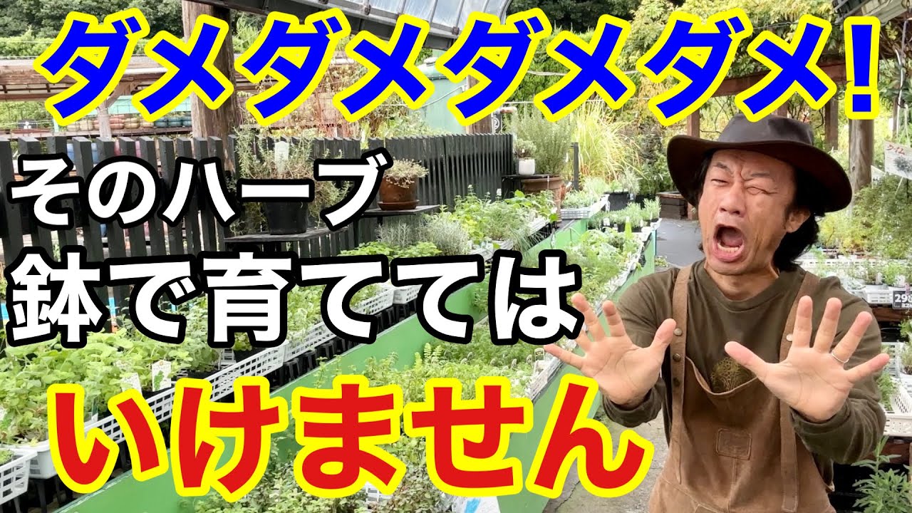 【がっかり。】鉢植えしてはいけないハーブ教えます　           【カーメン君】【園芸】【ガーデニング】【初心者】