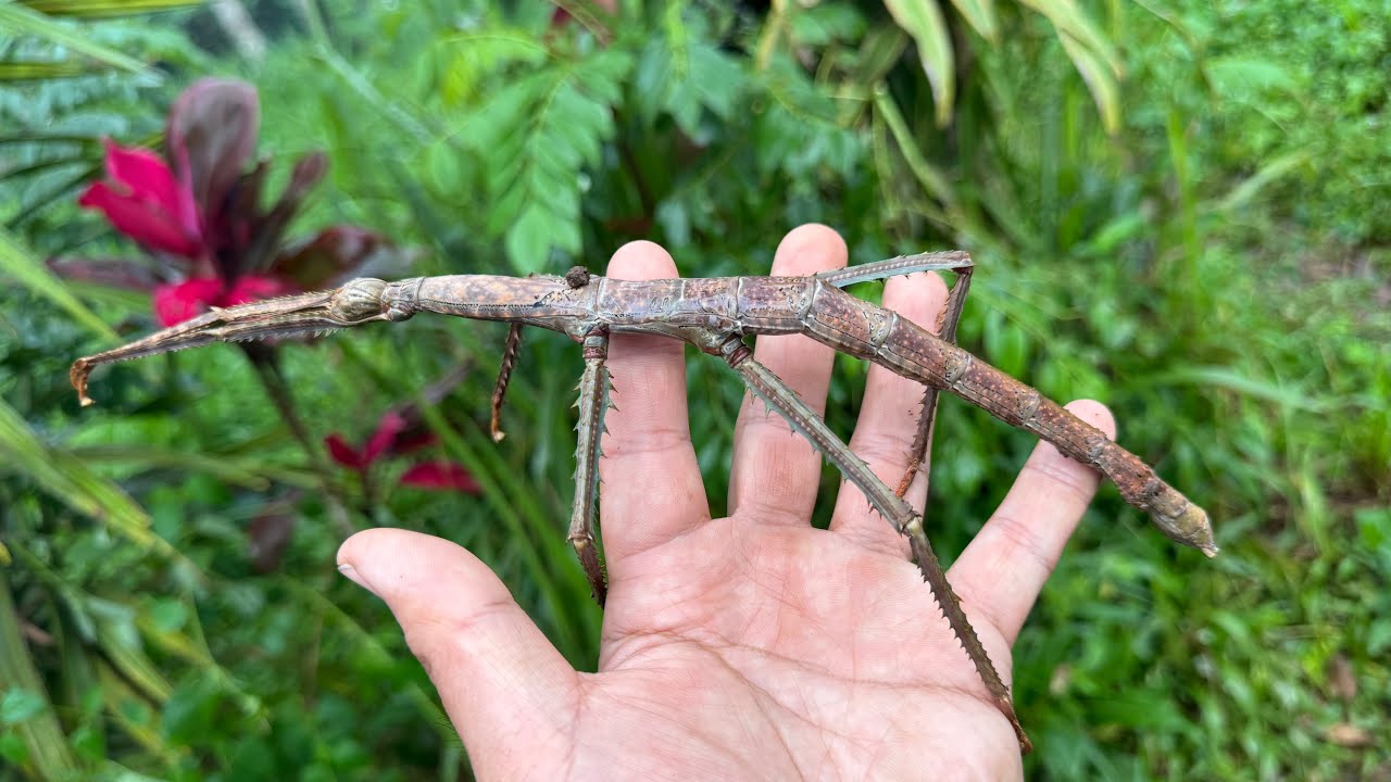 インドネシアの山奥に生息する３０cm超えの化け物ナナフシを捕獲する！