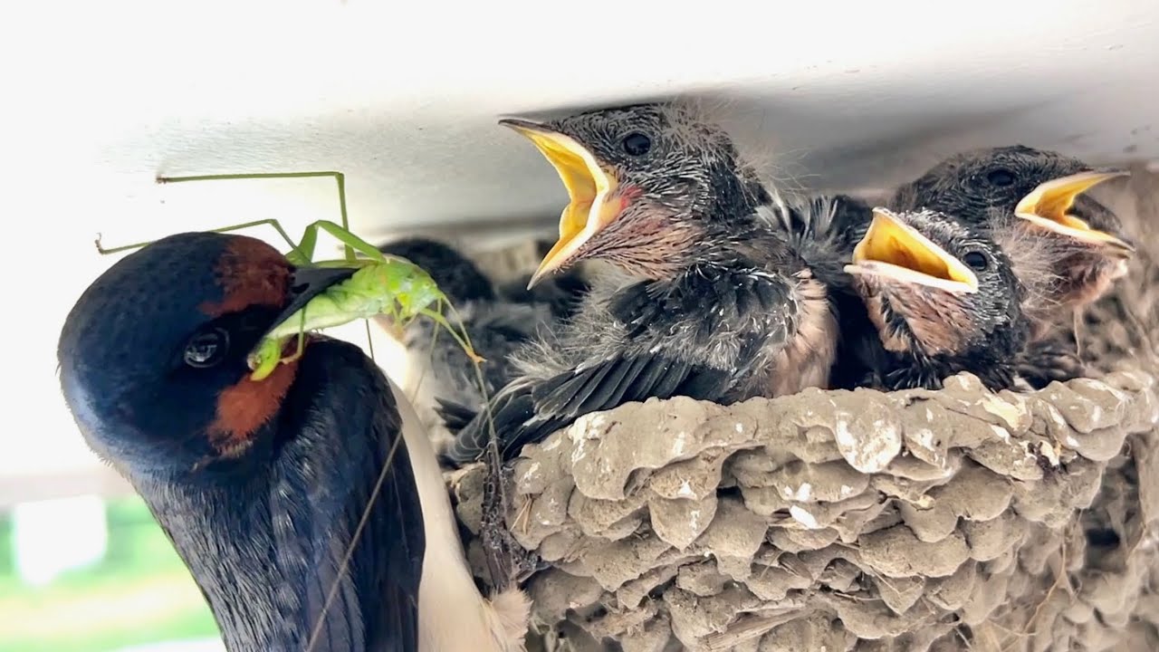子育て中のツバメの巣に定点カメラを設置して次々と運ばれて来る虫を観察した結果・・・！