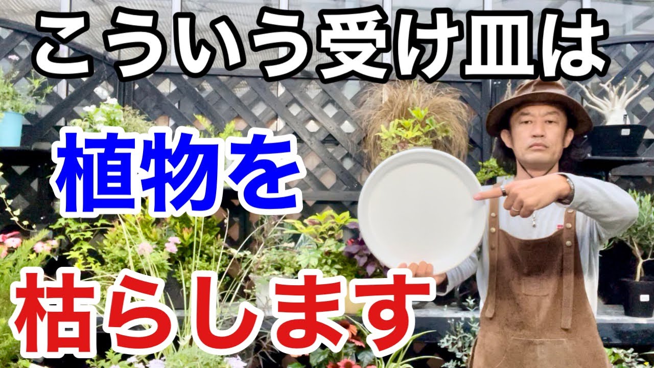 【みんな知らない】植物を枯らさない受け皿教えます　　　【カーメン君】【園芸】【ガーデニング】【初心者】