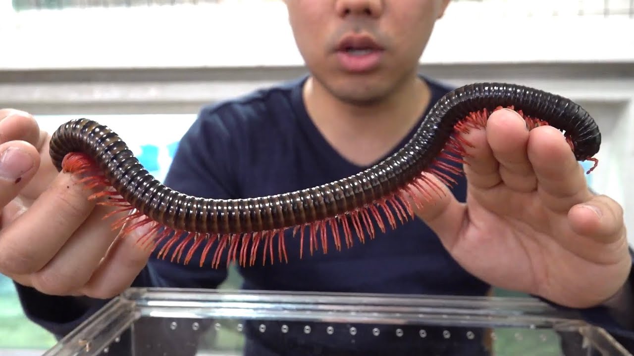 全長３０ｃｍオーバーの巨大ヤスデを飼い始めました