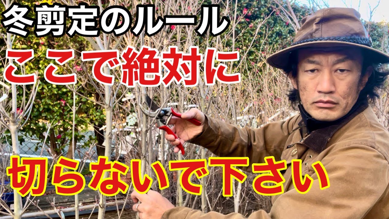 【春まで待ってはダメ】剪定の仕組みと切り方教えます　　　　　　　　　　　　　　　【カーメン君】【園芸】【ガーデニング】【初心者】
