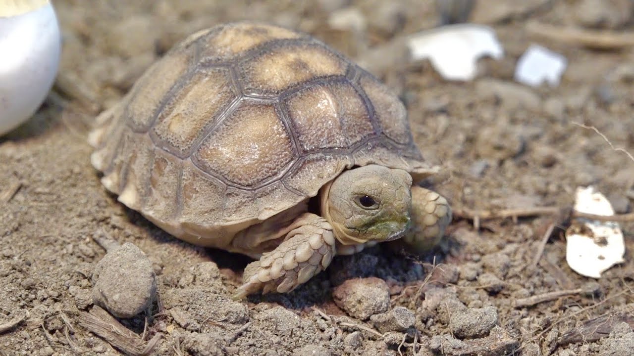 リクガメの赤ちゃんが生まれてから２０日が経ちました