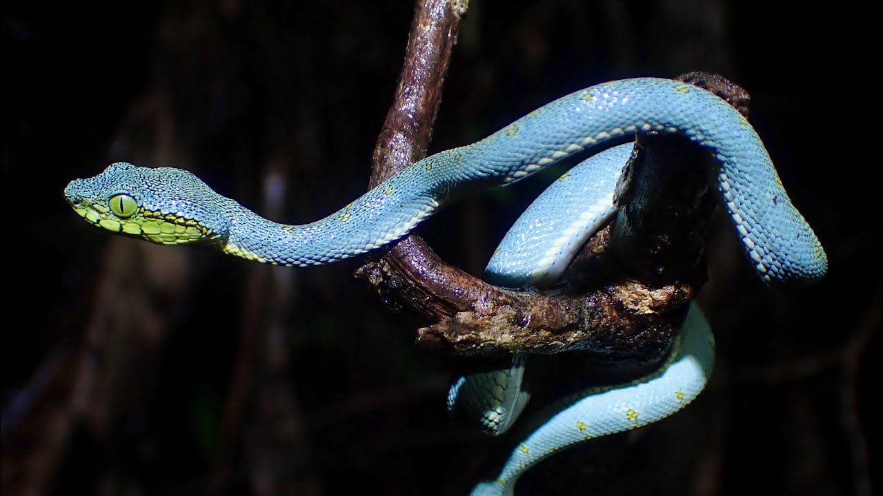 南米の奥地で発見した美しい毒蛇