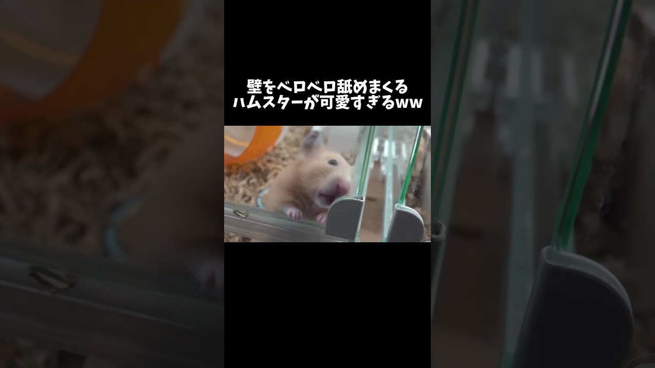 壁をベロベロ舐めまくるハムスター　#shorts  #ハムスター