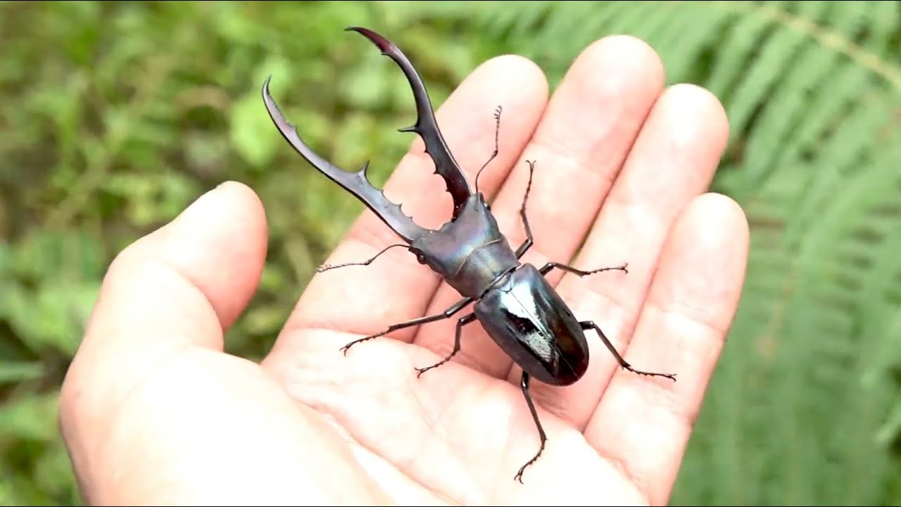 インドネシアの山奥でメタリフェルホソアカクワガタを捕まえる！