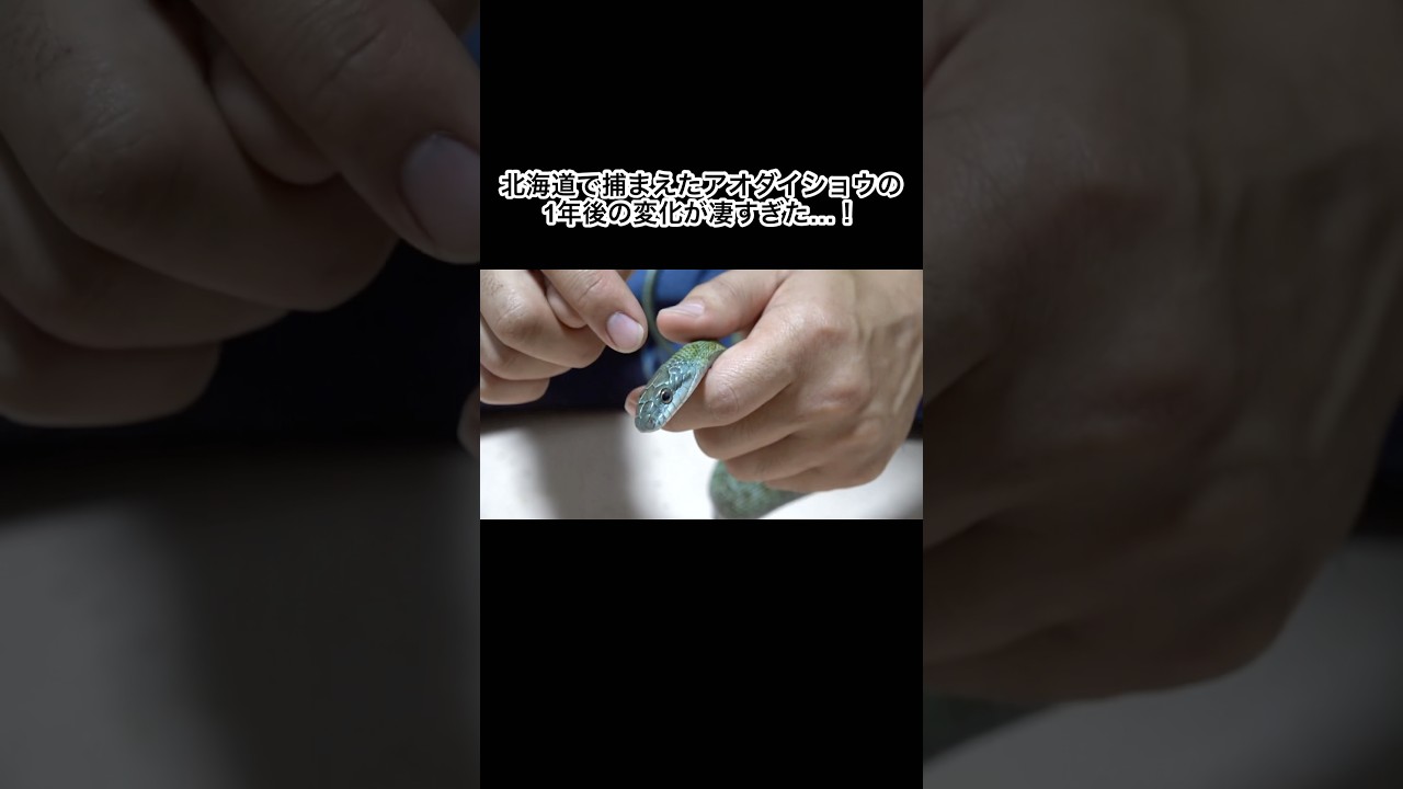 北海道で捕まえたアオダイショウを飼育して1年後の変化がすごすぎた…！ #shorts