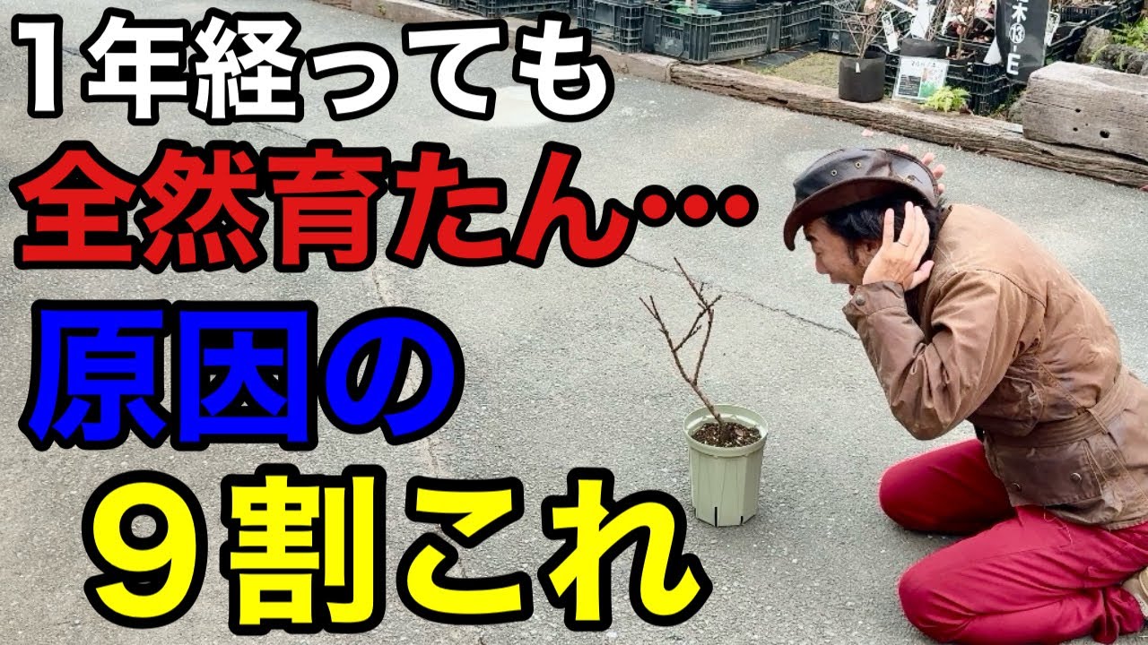 たったこれだけで果樹は来年とんでもなく育ちます　　【カーメン君】【園芸】【ガーデニング】【初心者】