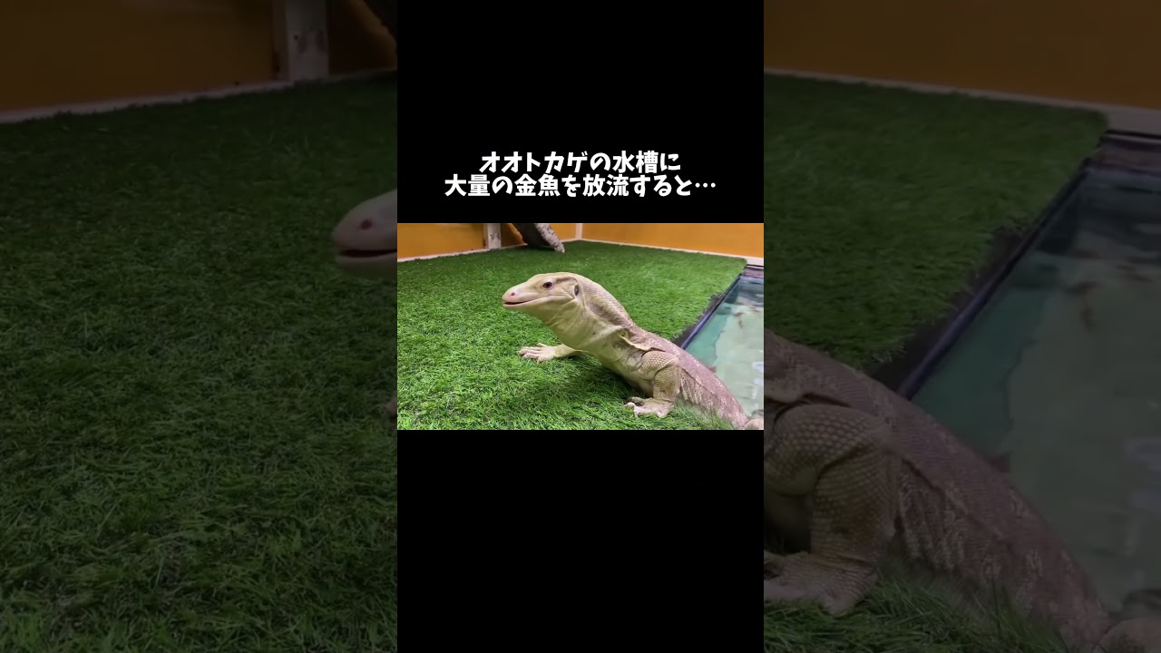 オオトカゲの水槽に大量の金魚を放流すると… #shorts