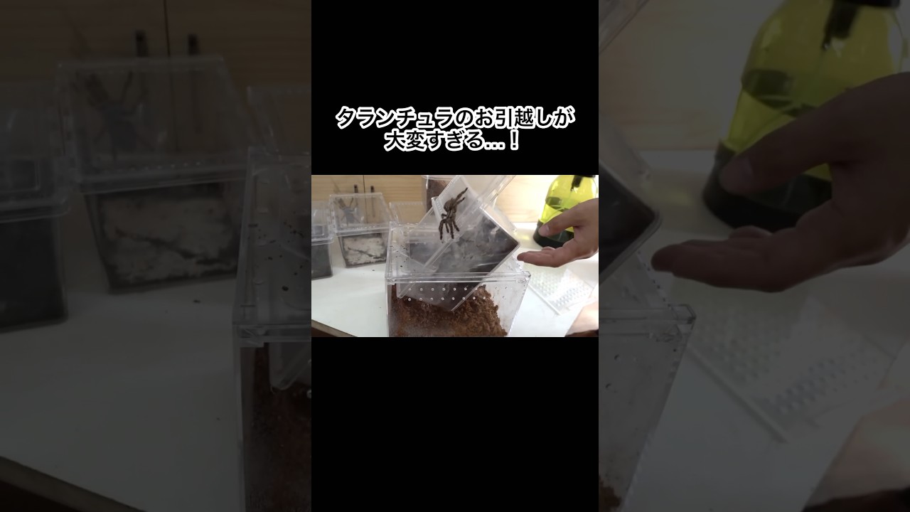 タランチュラのお引越しが大変すぎる　#shorts