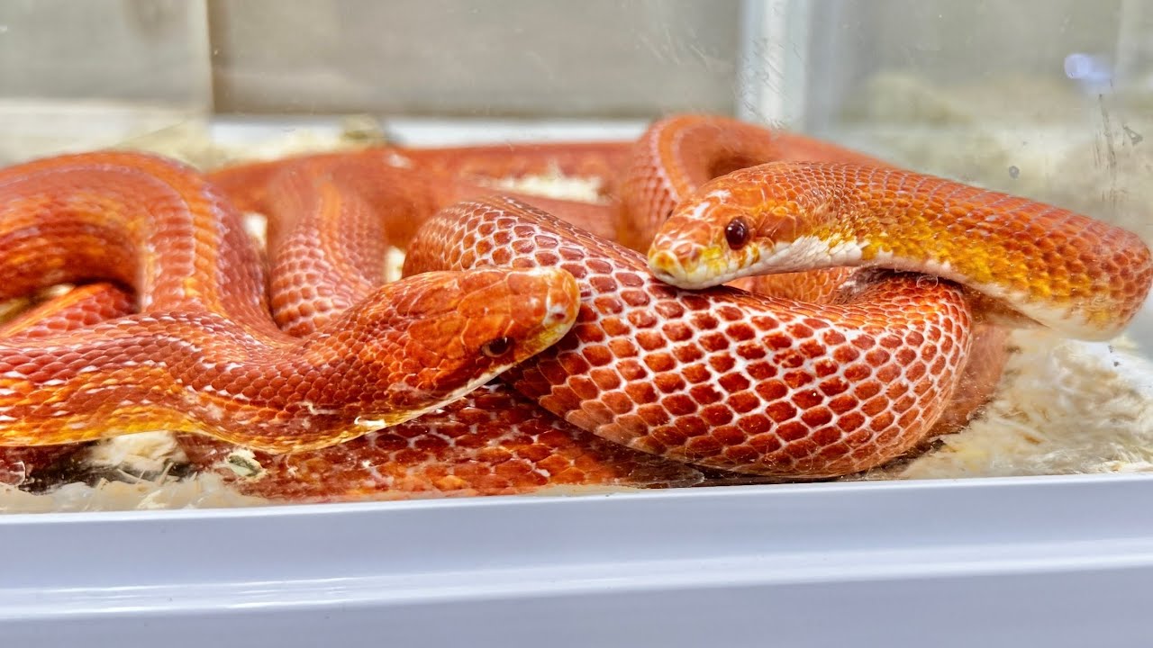 別居していたヘビの夫婦を１年ぶりに会わせてみると・・・