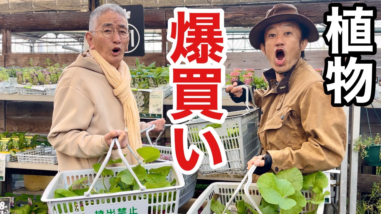 リフォーム庭の苗を買いすぎた　　【カーメン君】【園芸】【個人庭】【修リフォーム１２】