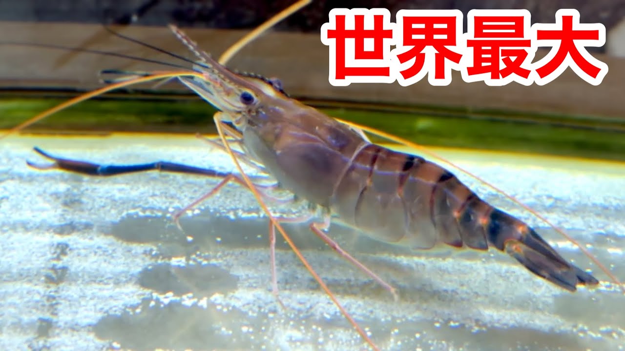 世界最大の淡水エビ、オニテナガエビを飼い始めました