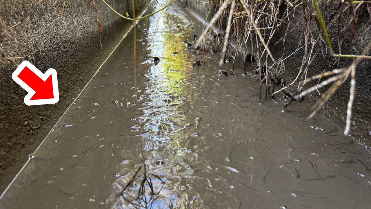 水の枯れた水路に取り残された生き物全部捕まえる