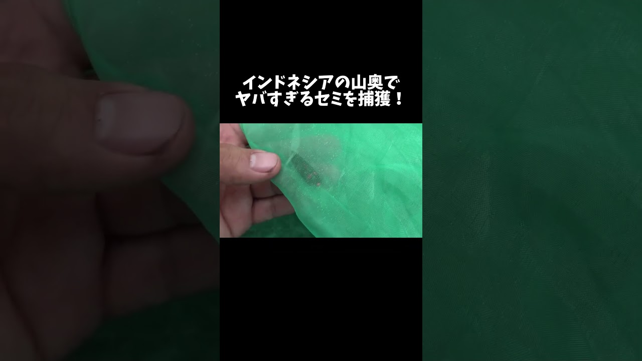 インドネシアの山奥でヤバすぎるセミを捕獲！　#shorts #昆虫