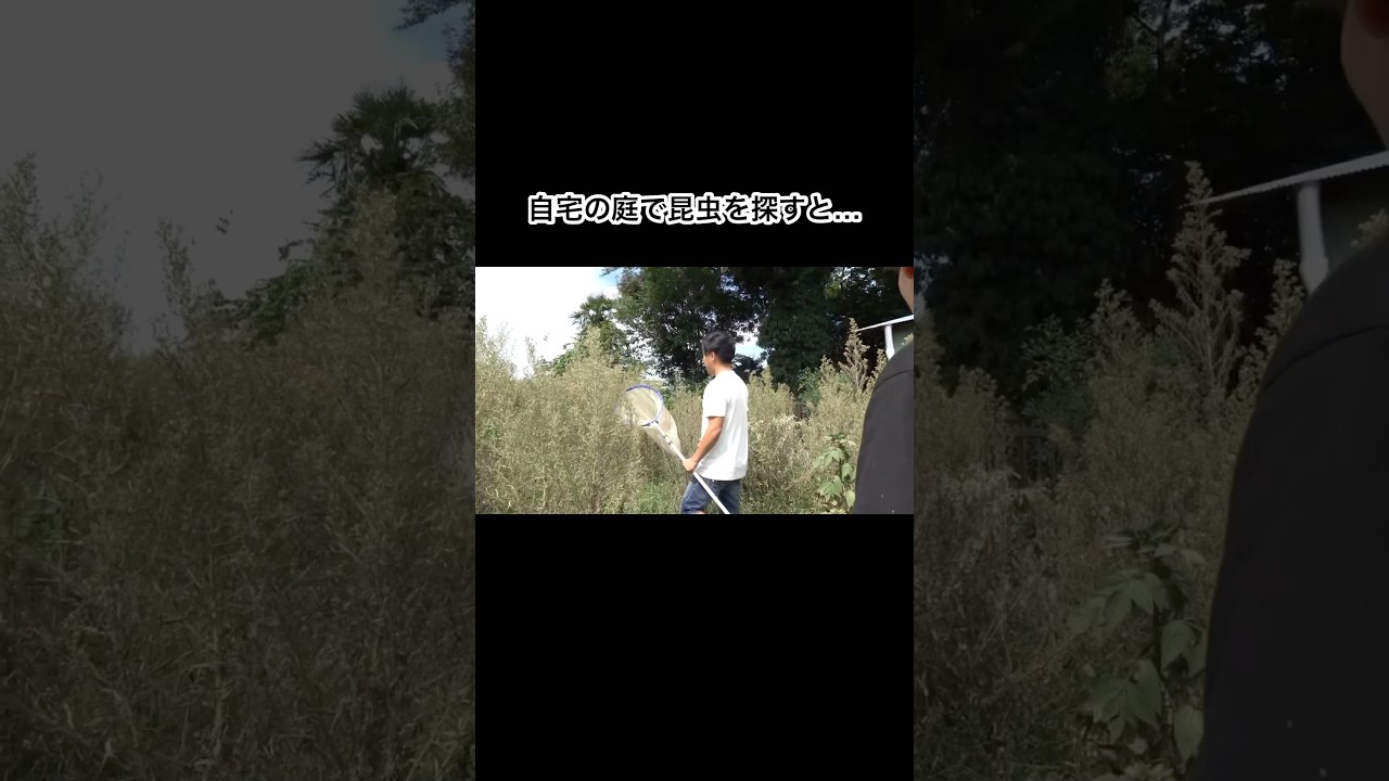 自宅の庭で昆虫採集したら楽しすぎた　#shorts