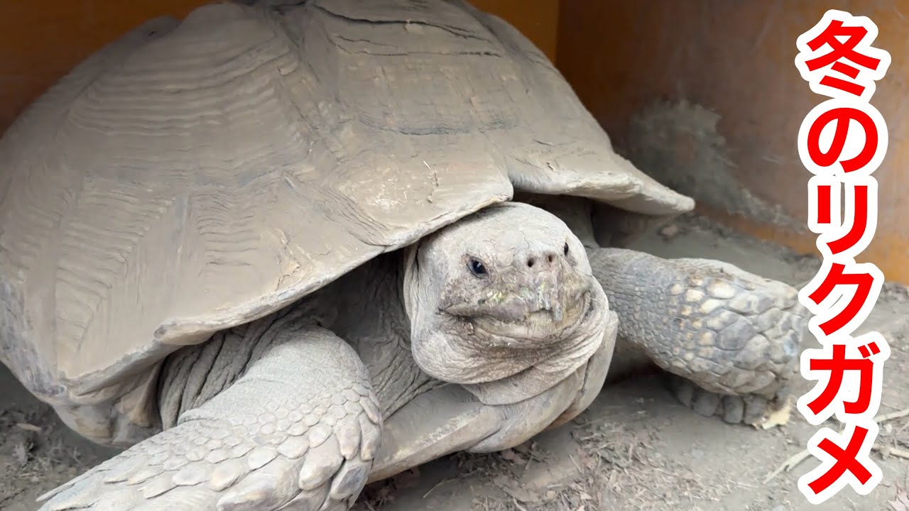 冬のリクガメ飼育に画期的な商品を発見しました