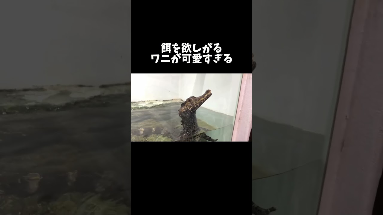 餌をねだる子ワニが可愛すぎる #shorts