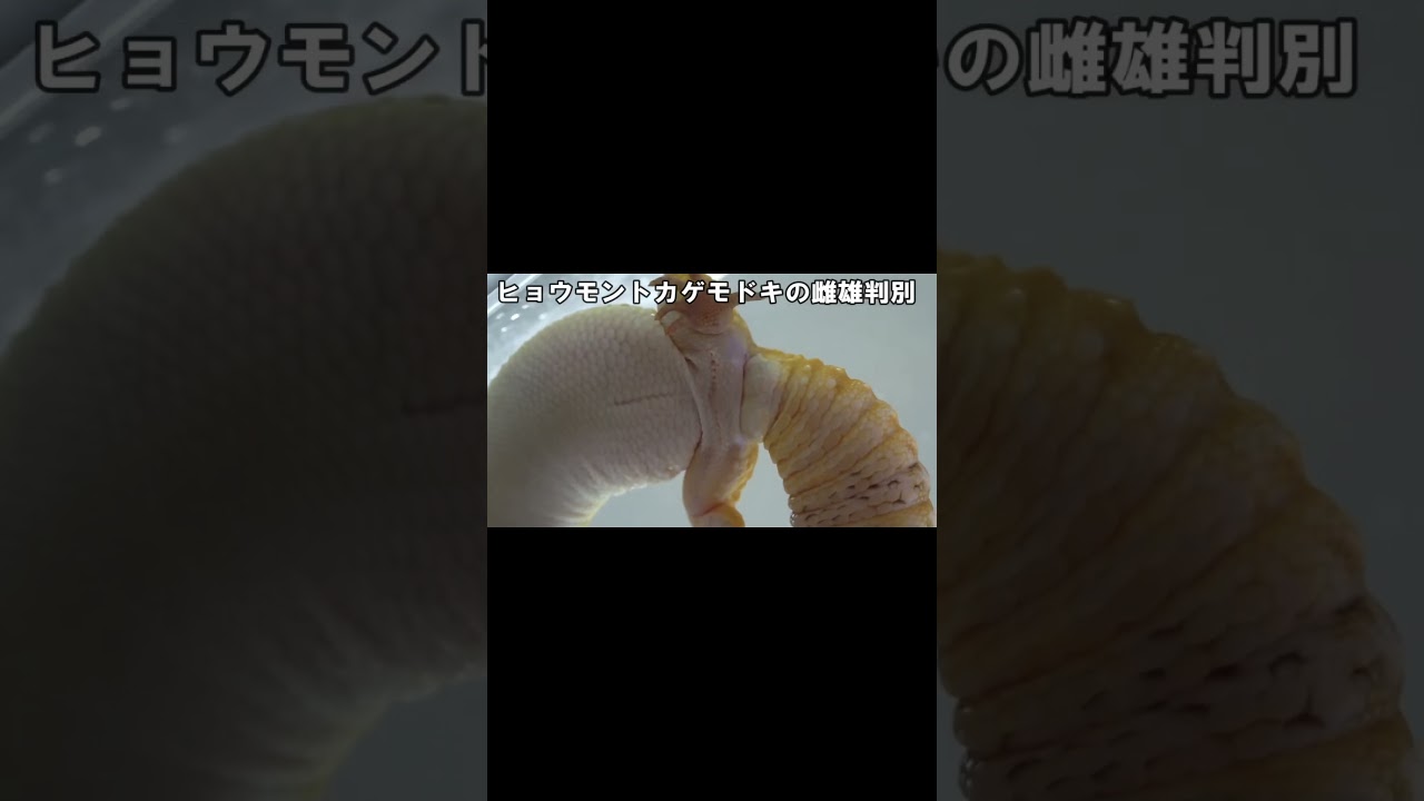 ヒョウモントカゲモドキの性別の見分け方 #shorts #レオパ
