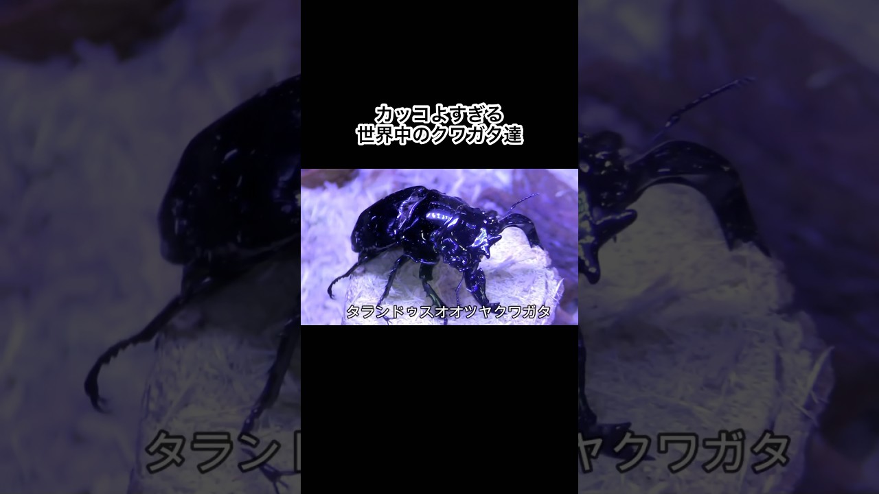 カッコよすぎる…！世界中のクワガタ達　　　　#shorts