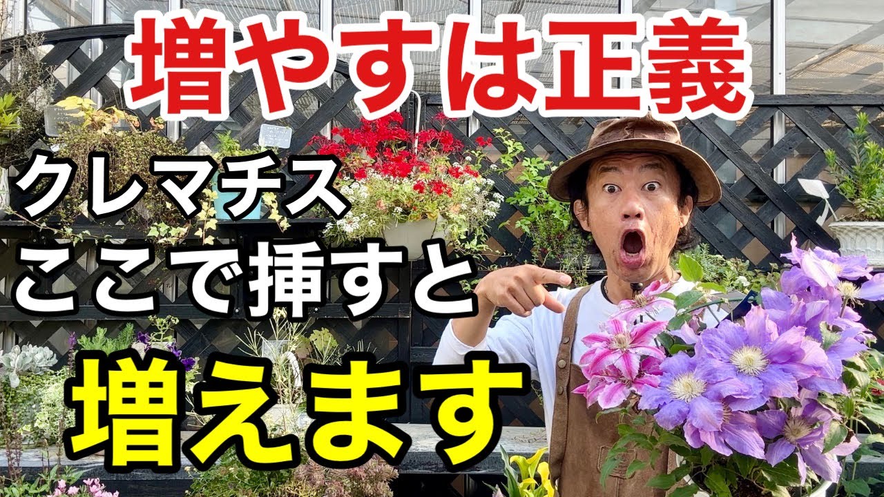 【成功者続出】誰でもできるクレマチスの増やし方教えます　　　　　　【カーメン君】【園芸】【ガーデニング】【初心者】