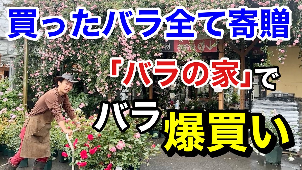 【どんどん持ってこい！】初心者におすすめのバラを買い漁った結果。。。　　　　　【カーメン君】【バラの家】【爆買い】【初心者】